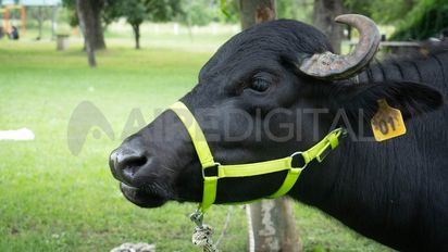 Otra ganadería: el búfalo y su potencial serán parte de TodoLáctea 2025