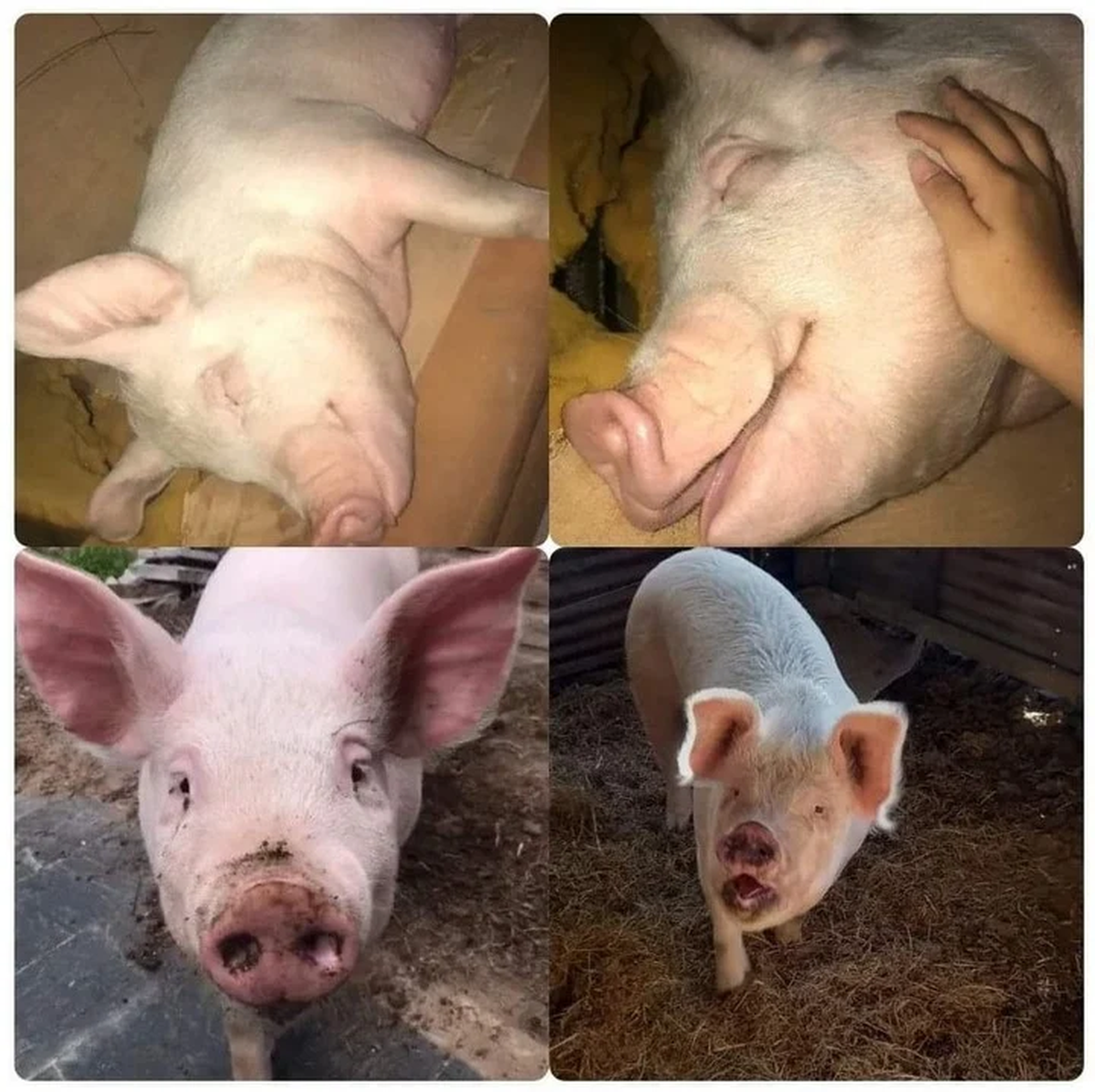 La chancha rescatada ahora está en un refugio de Florencio Varela.