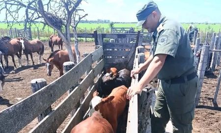 Tras una denuncia por robo de ganado en la zona rural de Esteban Rams, efectivos de Los Pumas recuperaron 33 animales vacunos durante una investigación por abigeato agravado. Tras una denuncia por robo de ganado en la zona rural de Esteban Rams, efectivos de Los Pumas recuperaron 33 animales vacunos durante una investigación por abigeato agravado.