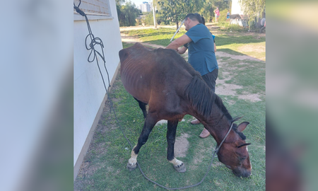 El dramático rescate de un caballo en estado crítico. El dramático rescate de un caballo en estado crítico.
