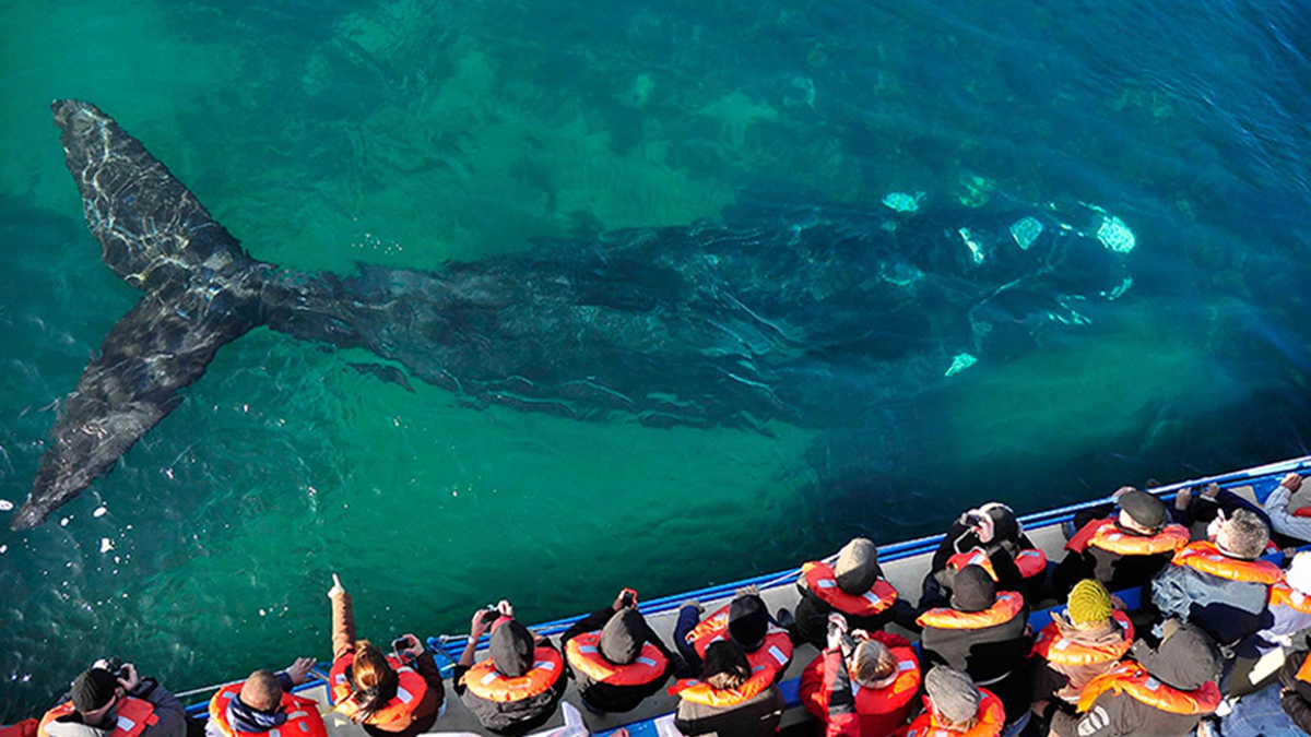 Avistamiento de Ballenas en Chubut.