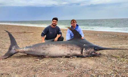 El pez espada hallado en Chubut. El pez espada hallado en Chubut.