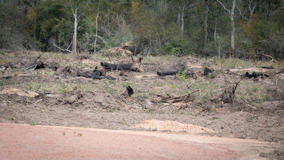 El desmonte ilegal en Logroño fue detectado gracias al Sistema Nacional de Alerta Temprana (SAT). El desmonte ilegal en Logroño fue detectado gracias al Sistema Nacional de Alerta Temprana (SAT).