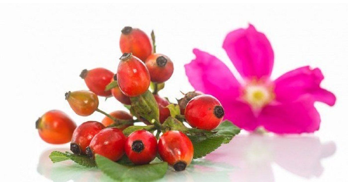 Los escaramujos y la flor de rosa mosqueta. 