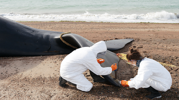 Descubren qué fue lo que mató a las 30 ballenas encontradas en Península Valdés