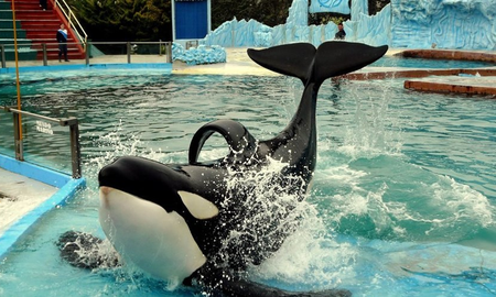 Presentan un proyecto de ley para prohibir espectáculos de animales marinos en cautiverio Presentan un proyecto de ley para prohibir espectáculos de animales marinos en cautiverio