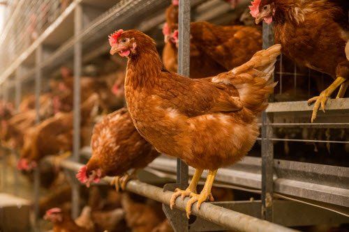 ¡Insolito! Gallina pilotea un avión y se tira en paracaídas