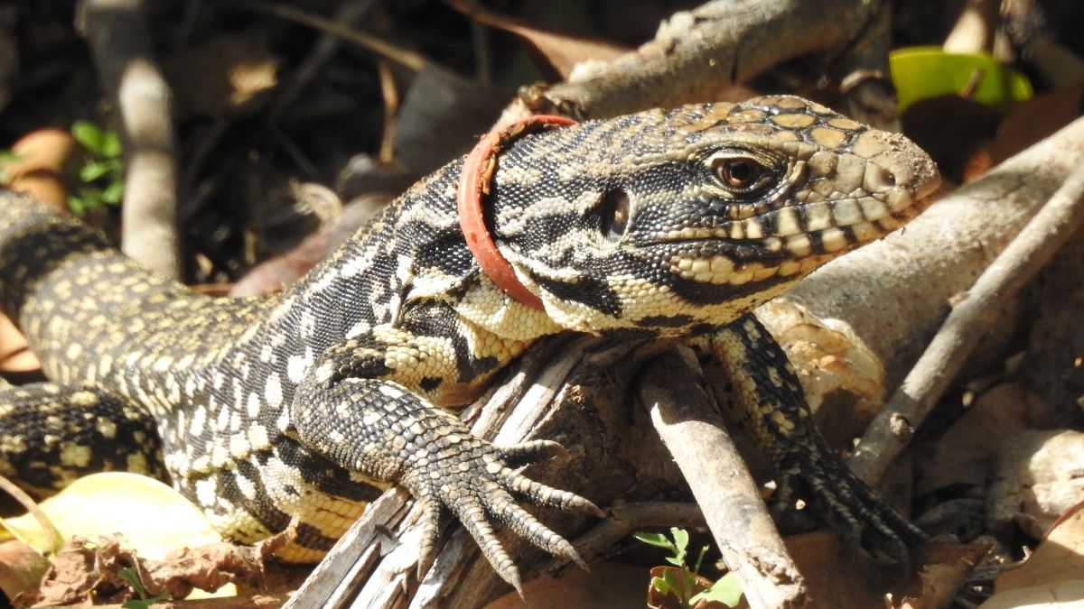 El investigador del Conicet señaló que “en su momento registramos distintos tipos de problemas dados por la interacción plásticos-fauna en más de 90 casos de 40 especies distintas, acuáticas o aledañas al río