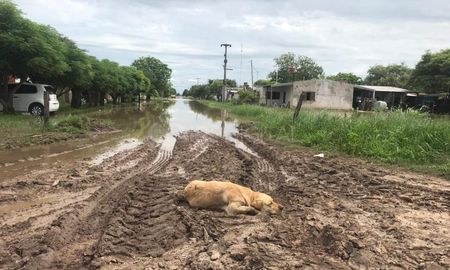 los animales, las otras victimas de las inundaciones en el norte provincial los animales, las otras victimas de las inundaciones en el norte provincial