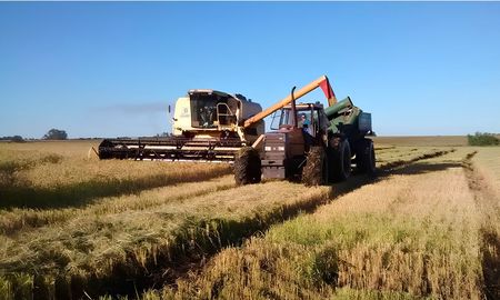 el arroz entrerriano, con todo en contra: proyectan la menor produccion del siglo el arroz entrerriano, con todo en contra: proyectan la menor produccion del siglo