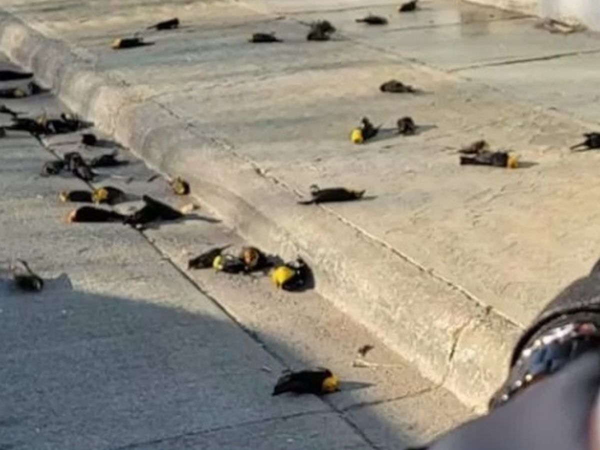 Qué significa soñar con pájaros muertos