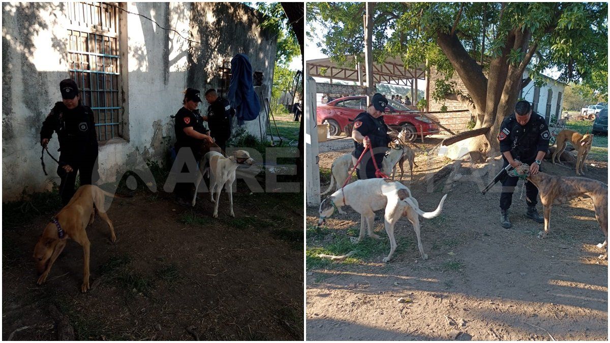 Rescataron 61 perros galgos de una carrera clandestina en Santo Tomé.