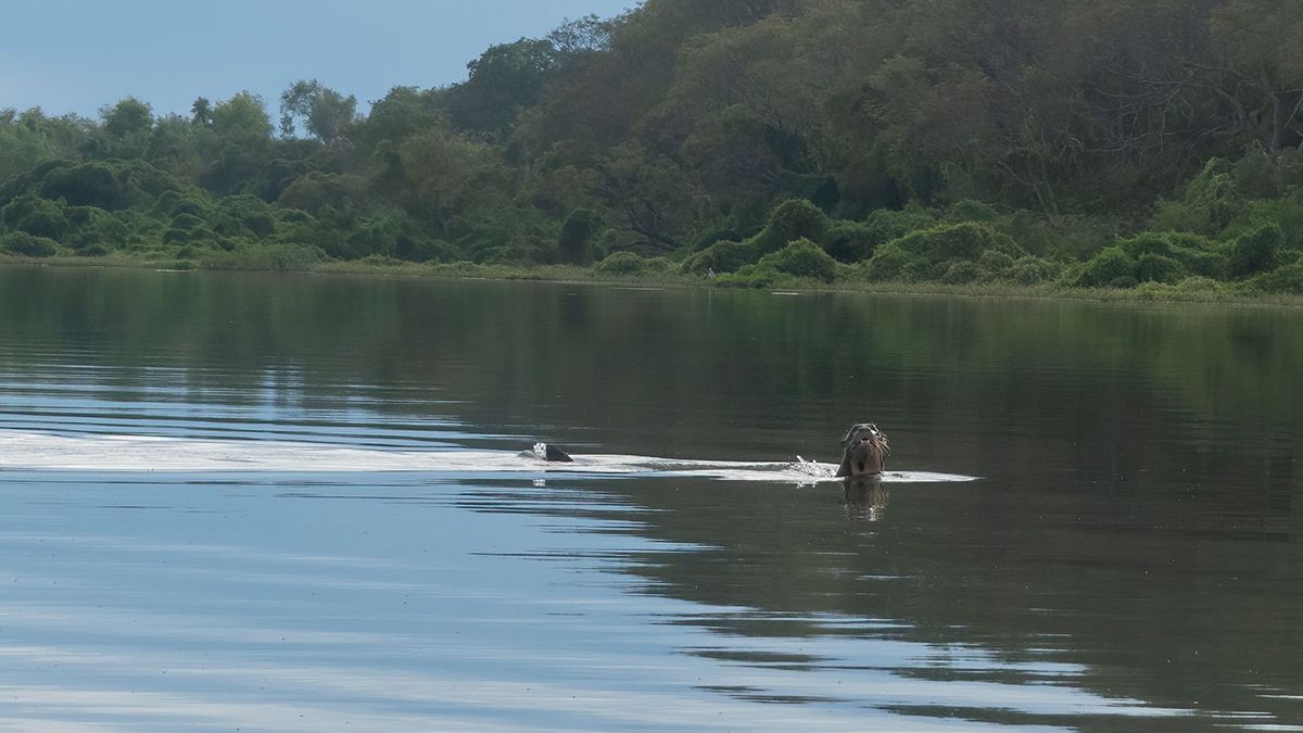Las poblaciones documentadas de nutria gigante más cercanas al Impenetrable se hallan actualmente en el Pantanal paraguayo, a más de 1.000 kilómetros de distancia.