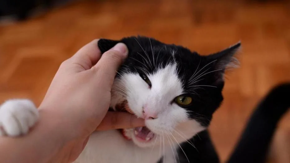 Aunque muchas personas interpretan este comportamiento como una señal de agresividad, especialistas explican que forma parte del lenguaje felino y puede tener distintos significados según el contexto.
