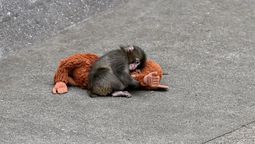 La explicación psicológica detrás del apego y la empatía con el mono Punch.