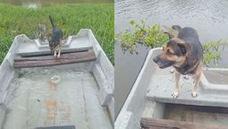 altText(El barrendero de Aristóbulo adoptó a Manolo, el perro que lo acompañó durante siete años)}