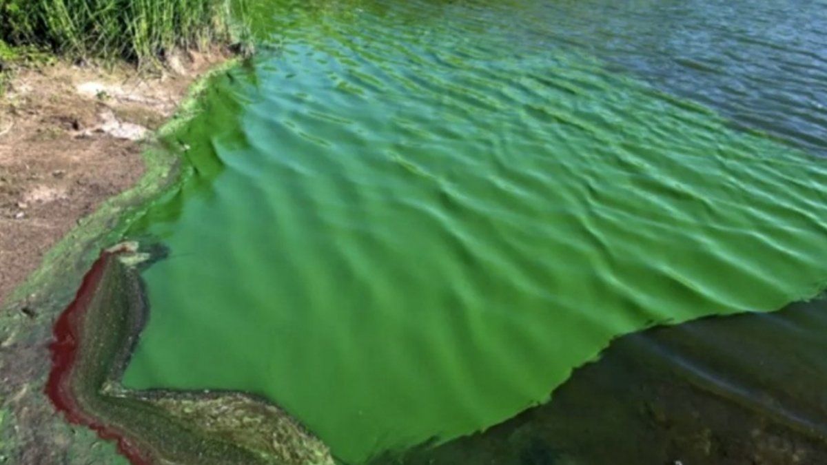 Santa Fe: se detectaron cianobacterias en el río Paraná y recomiendan evitar el contacto.