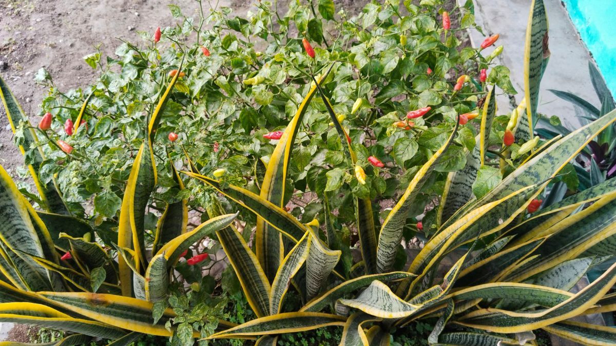 Estos errores pueden corregirse a tiempo.