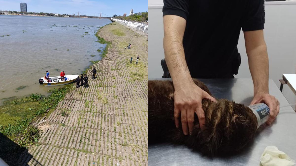 Así fue el rescate de una perra que se ahogaba en la laguna Setúbal