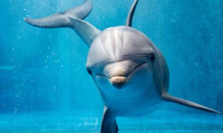Se busca poner fin a los delfines en cautiverio Se busca poner fin a los delfines en cautiverio