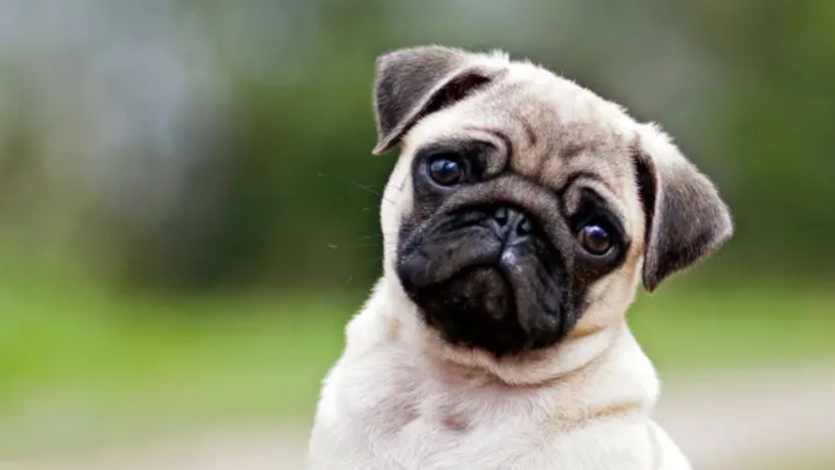 El Día de los Muertos, que se celebra el 1 y 2 de noviembre. El Día de los Muertos, que se celebra el 1 y 2 de noviembre.