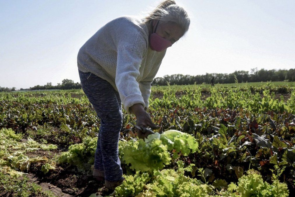 En América Latina, los pequeños productores poseen solo el 17% de la tierra y aportan el 50% de toda la producción agrícola.