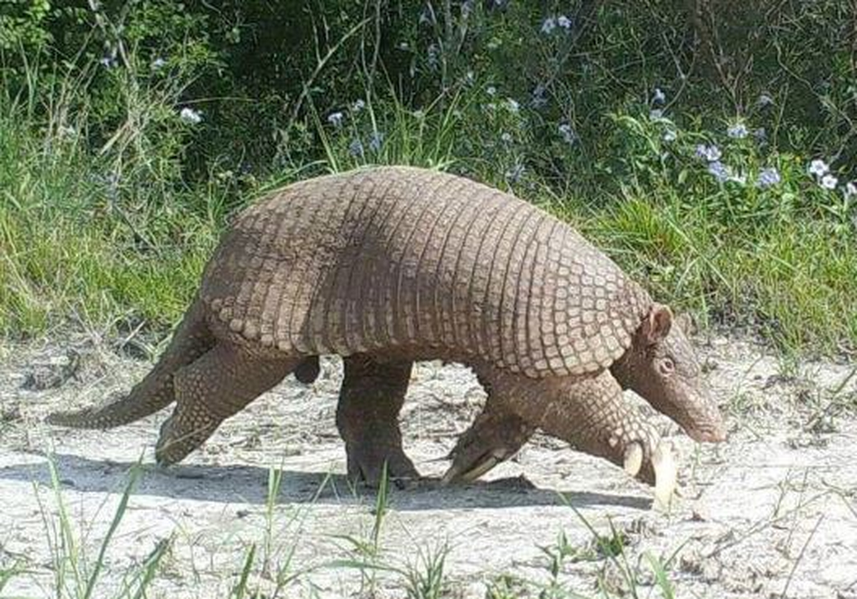 Los armadillos presentan un parentesco muy cercano con los perezosos y los osos hormigueros.