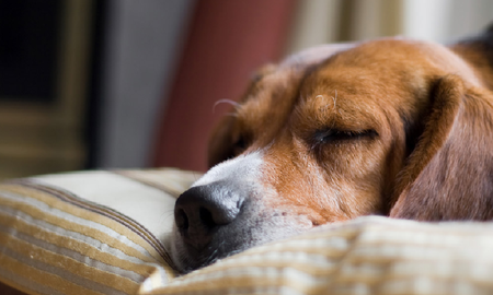la posicion en la que tu perro duerme revela su personalidad la posicion en la que tu perro duerme revela su personalidad
