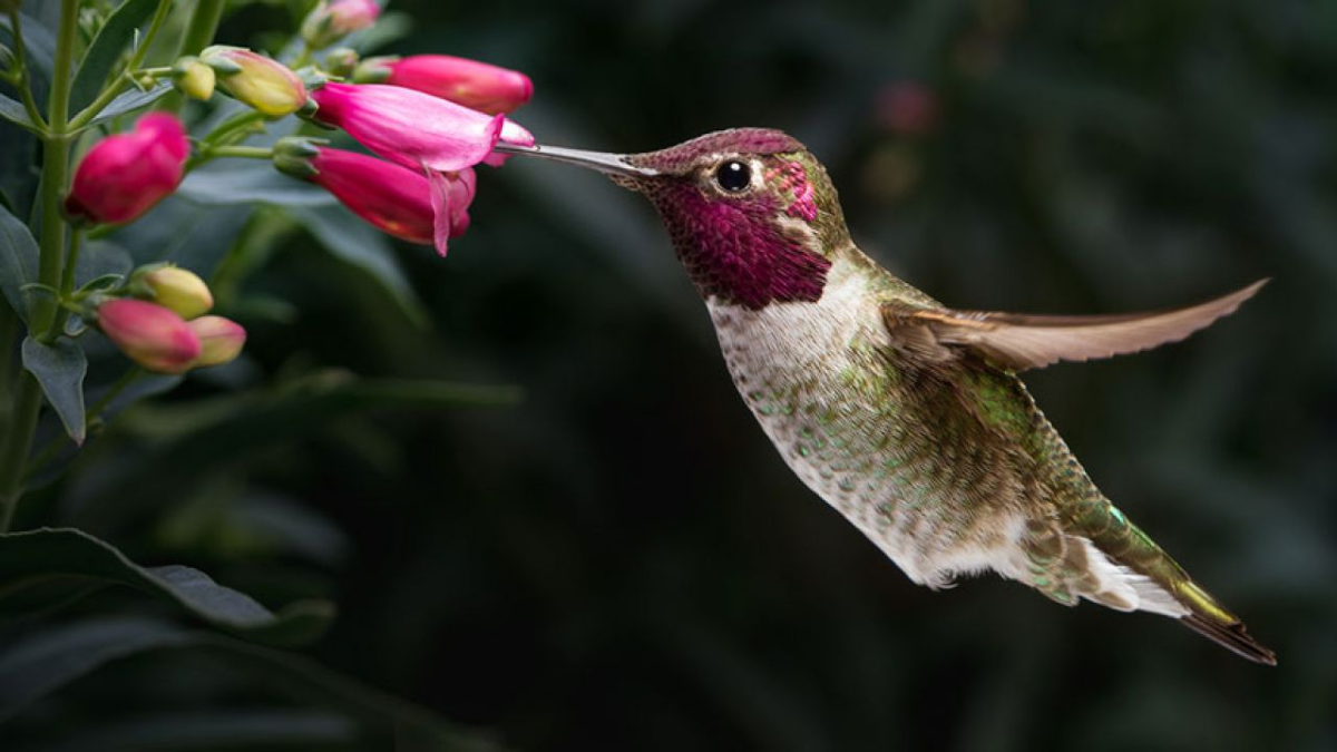 El colibrí es el ave más pequeña del mundo y una de las más llamativas.
