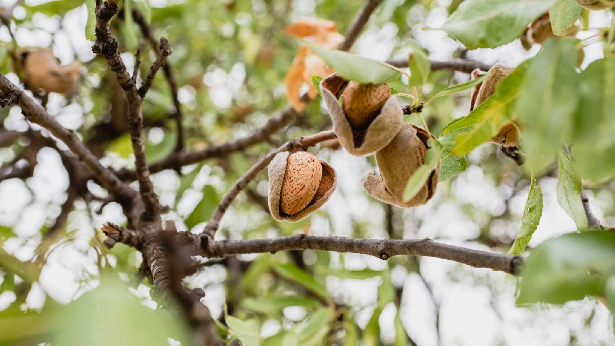 La planta de almendras, a punto para ser cosechada. 