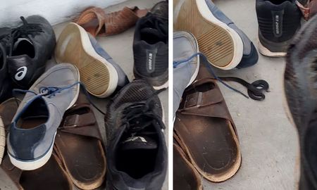 video: una serpiente venenosa se escondio entre zapatos video: una serpiente venenosa se escondio entre zapatos