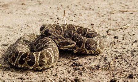 un joven fue mordido por una serpiente y alertan por ataques atipicos a causa de los incendios un joven fue mordido por una serpiente y alertan por ataques atipicos a causa de los incendios