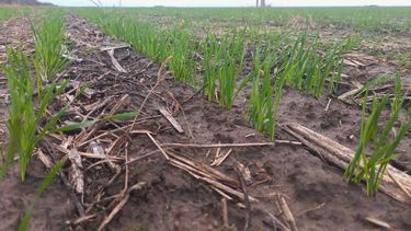 Trigo en el centro norte de Santa Fe: la siembra se frenó por las lluvias, pero mantiene un avance sostenido Trigo en el centro norte de Santa Fe: la siembra se frenó por las lluvias, pero mantiene un avance sostenido