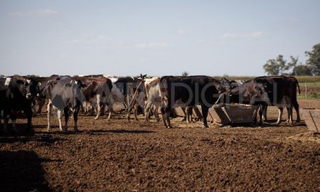 Podrán acceder a la línea todos aquellos productores que se encuentren inscriptos en el Registro Especial Bovinos Engorde a Corral con Confinamiento RES. 329/17 emitido por el Senasa. Podrán acceder a la línea todos aquellos productores que se encuentren inscriptos en el Registro Especial Bovinos Engorde a Corral con Confinamiento RES. 329/17 emitido por el Senasa.
