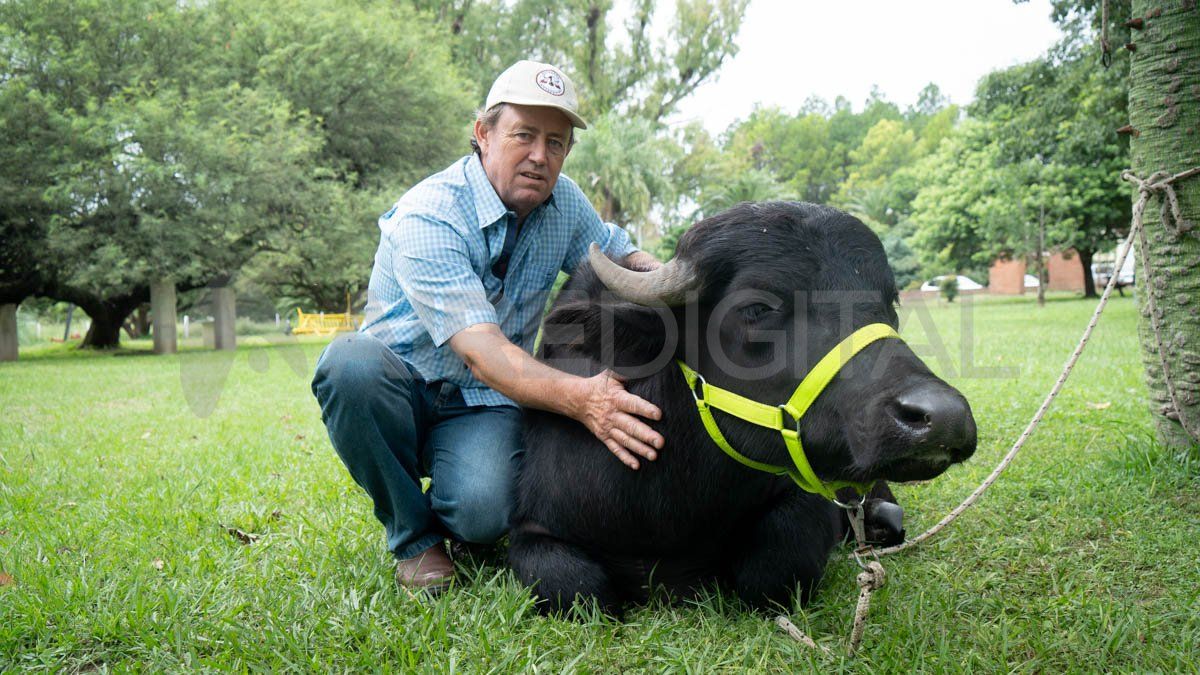 Antonio Baravalle destacó su rusticidad y capacidad para adaptarse a diversos ambientes, desde el sur del país hasta el norte de la provincia de Santa Fe.