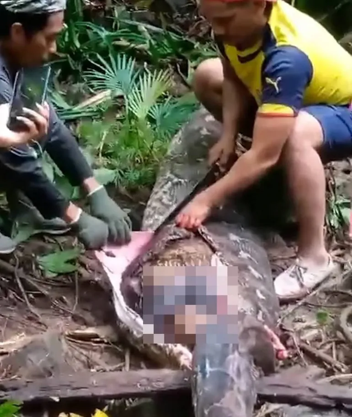 La piton medía más de cinco metros. La piton medía más de cinco metros.