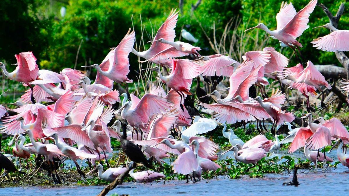 Este sitio hospeda más del 50% de todas las aves registradas en Argentina y un sinnúmero de especies autóctonas. Este sitio hospeda más del 50% de todas las aves registradas en Argentina y un sinnúmero de especies autóctonas.