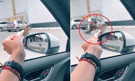 Un ave aplica una patada voladora a otra para robarle la comida Un ave aplica una patada voladora a otra para robarle la comida