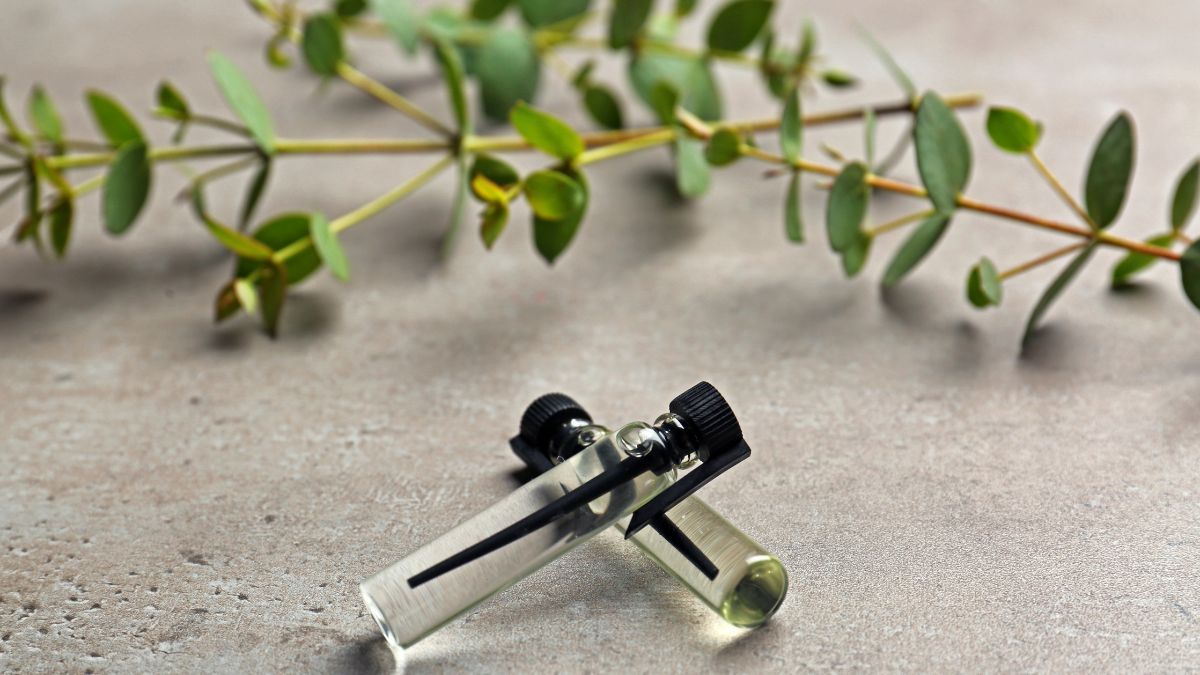 Cinco plantas aromáticas para perfumar tu hogar y mantener lejos a las arañas.