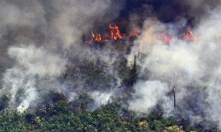 ¿cuanto puede tardar en regenerarse la selva afectada por los incendios? ¿cuanto puede tardar en regenerarse la selva afectada por los incendios?