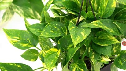 La planta que limpia el aire y crece rápido en verano