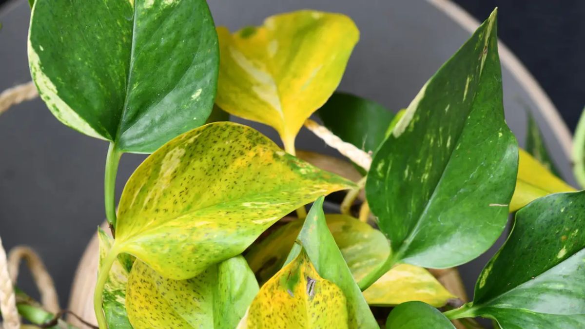 Una correcta ventilaci&oacute;n de la tierra y el control de la luz solar son fundamentales para evitar la aparici&oacute;n de la clorosis en las plantas.