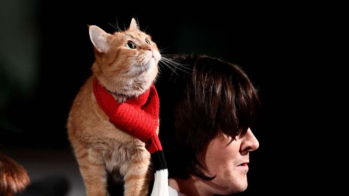 El gato Bob y su due&ntilde;o