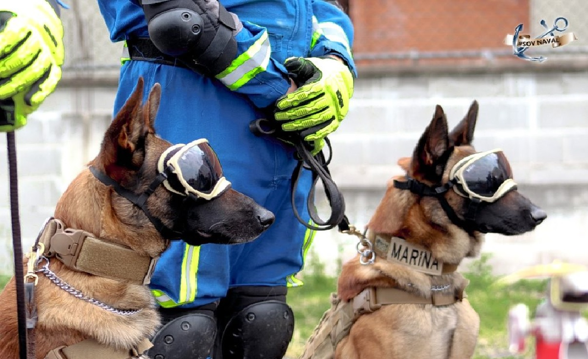 Perros rescatistas como Ecko y Evil son claves a la hora de encontrar personas entre los escombros del terremoto de Turquía y Siria.