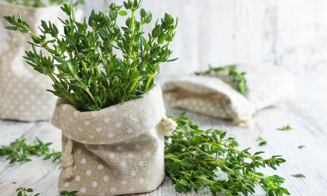 Estos son los beneficios que tiene el tomillo para mejorar la salud.