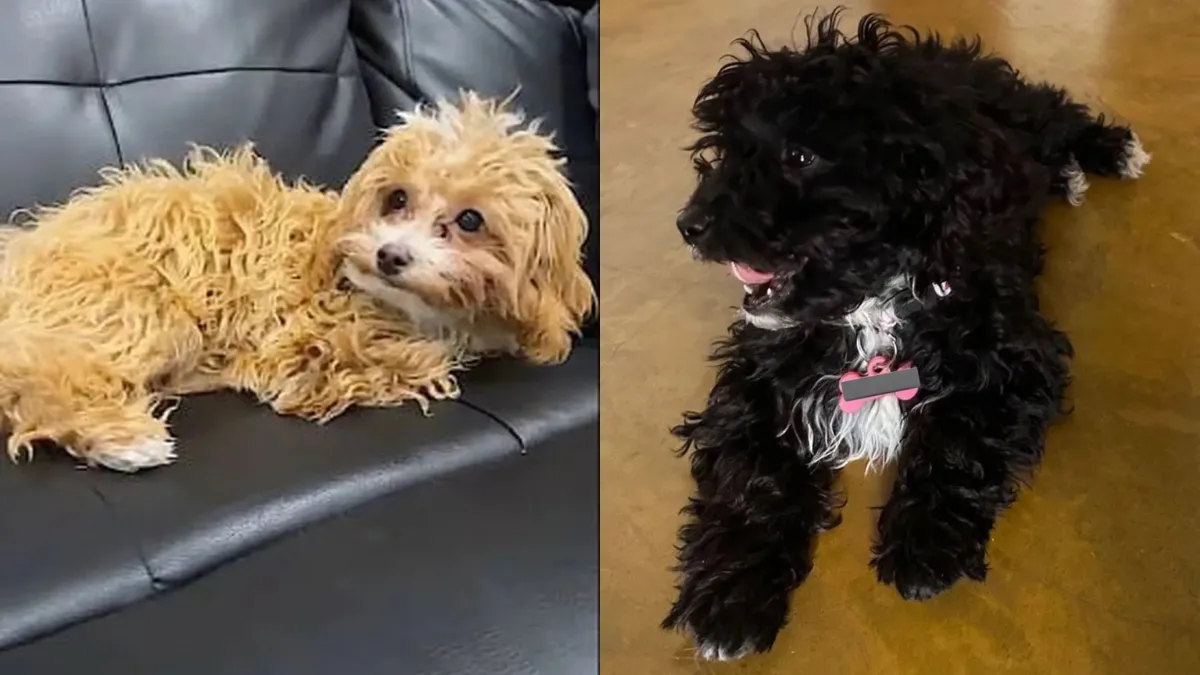 Caramelo y Mora, los dos perritos de la casa de Gran Hermano.