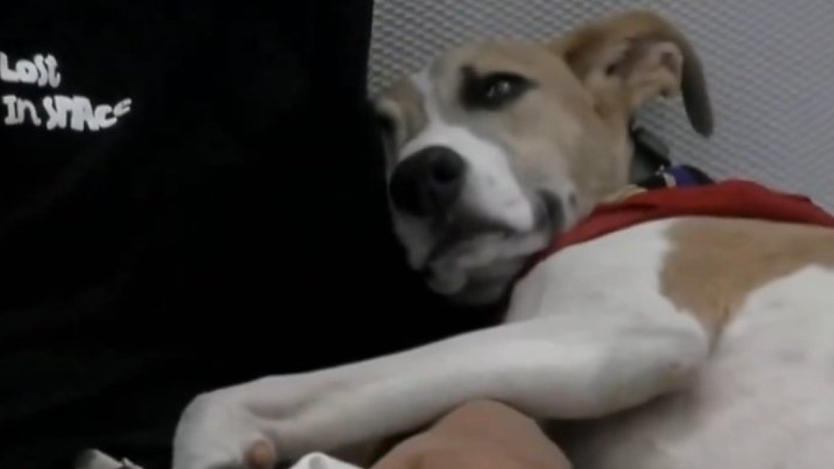 Qué pasó con el perro Arturo tras la patada que le dio Furia en Gran Hermano 2023.