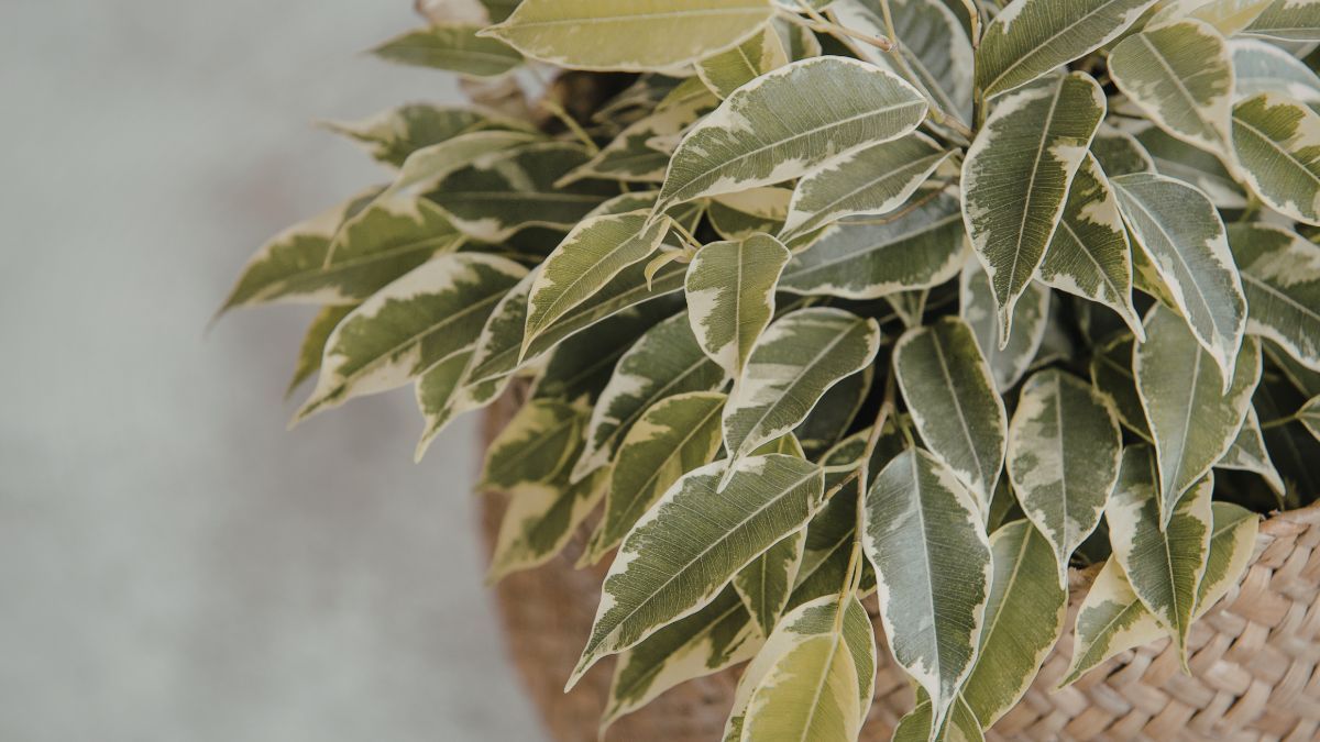 El Ficus Benjamina es ideal para living, oficinas o espacios con buena luz natural. El Ficus Benjamina es ideal para living, oficinas o espacios con buena luz natural.