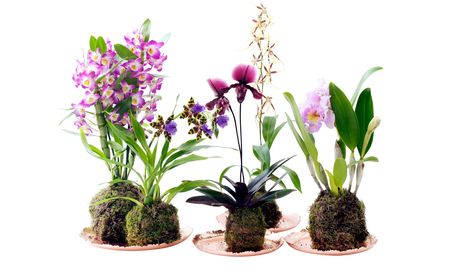 Orquídeas Orquídeas