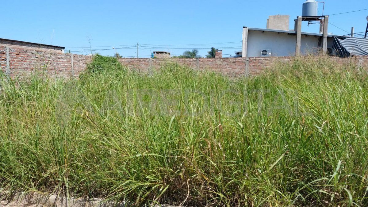 Los terrenos baldíos del barrio tapados de malezas